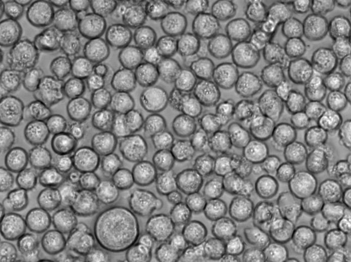 OCI-AML-4 Cell|人急性髓系白血病细胞