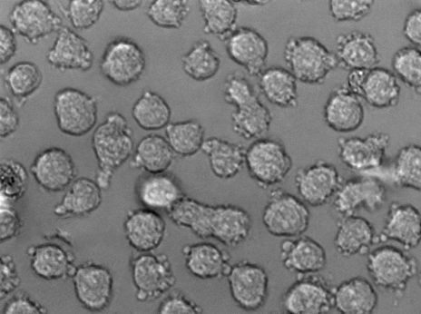 ME-1 [Human leukemia] Cell|人类急性髓系白血病细胞