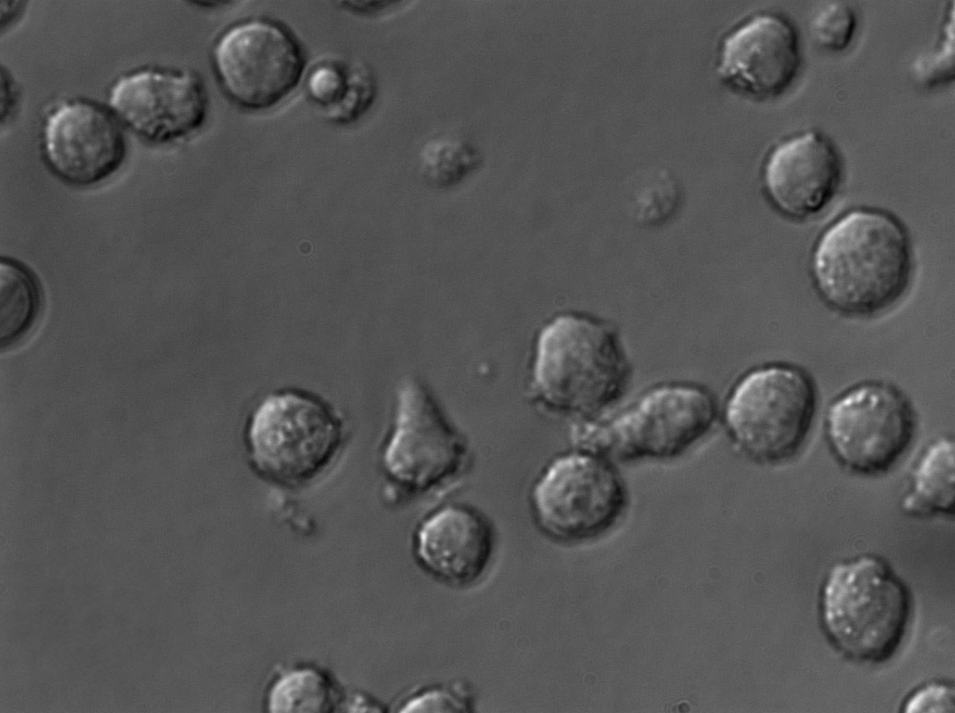SU-DHL-2 Cell|人弥漫性大细胞淋巴瘤细胞