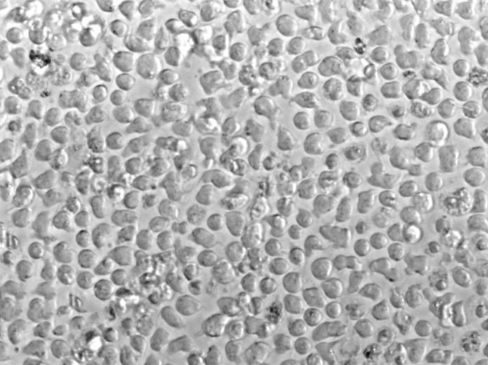 RPMI-1788 Cell|人外周血B淋巴细胞