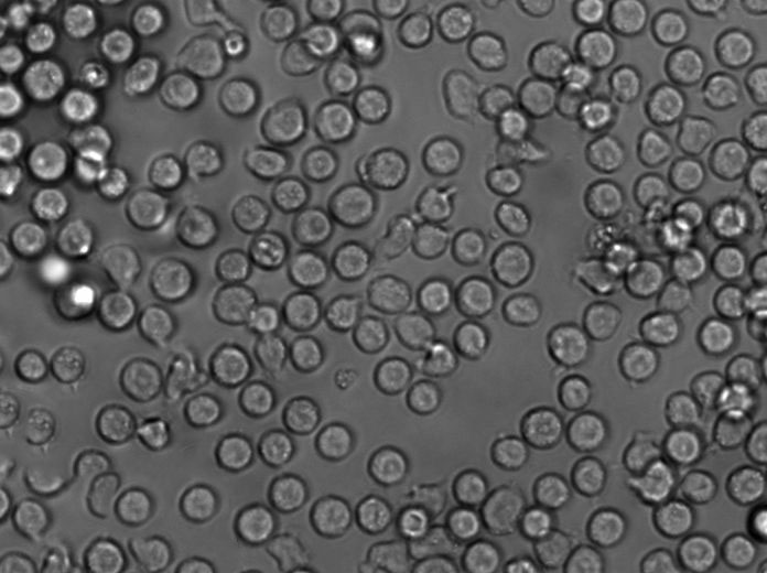 Mono-Mac-1 Cell|人急性单核细胞白血病细胞