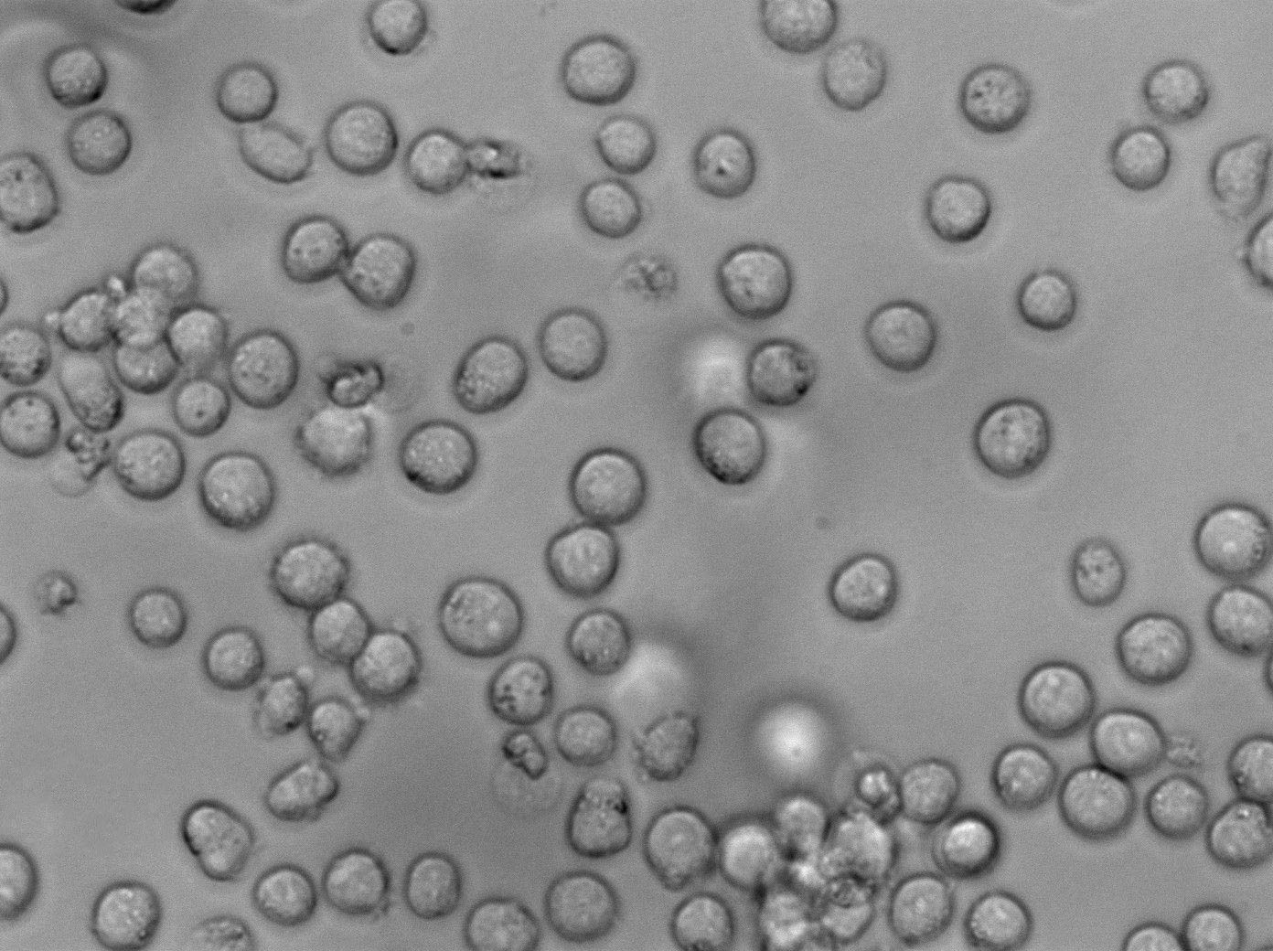 MOLT-3 Cell|人急性T淋巴细胞白血病细胞