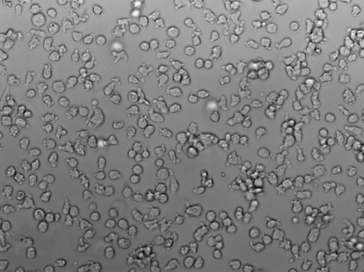 Mac-1 Cell|人皮肤T淋巴瘤细胞