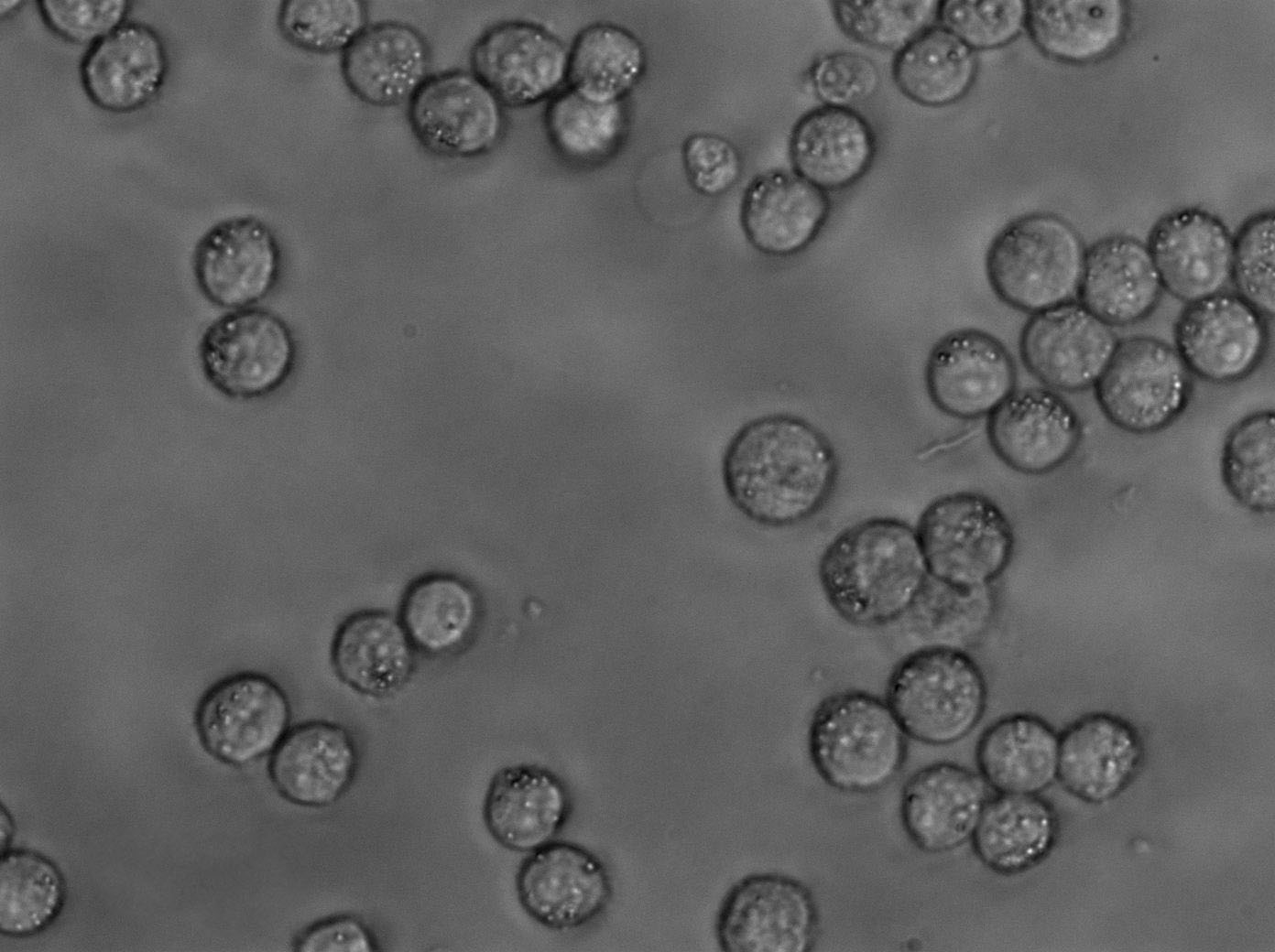 2PK-3 Cell|小鼠B淋巴瘤细胞