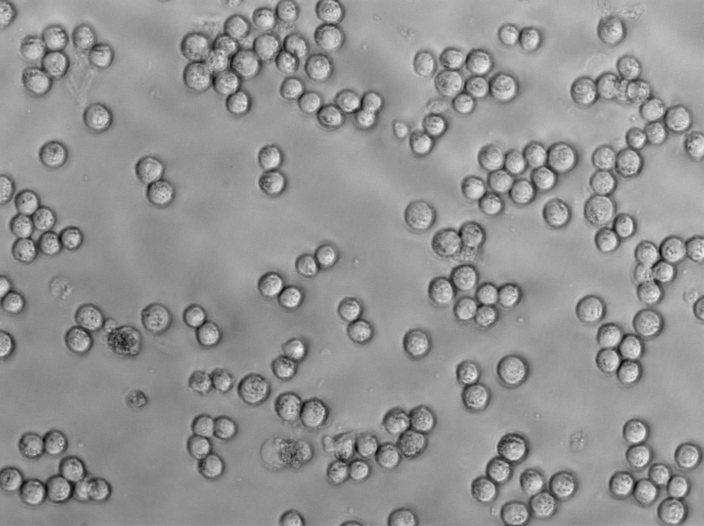 JJN-3 Cell|人白血病细胞