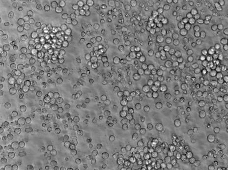 MT-3 [Human leukocytes] Cell|人脐血白细胞