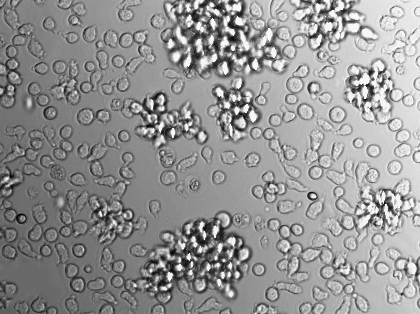 GRSL Cell|小鼠胸腺性白血病细胞