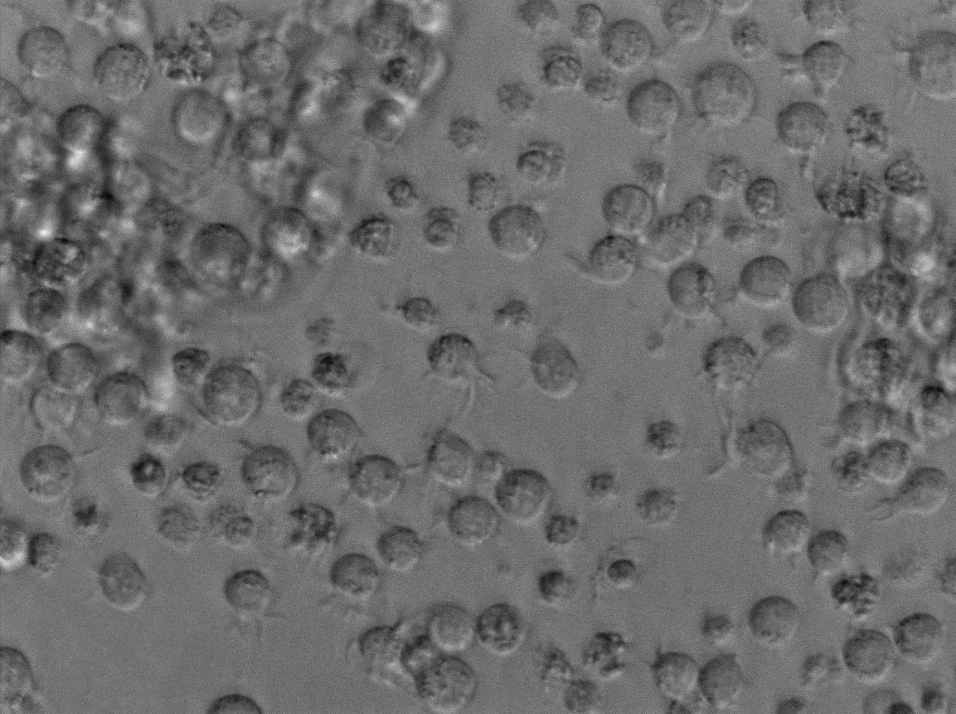 MOLT-16 Cell|人T淋巴细胞