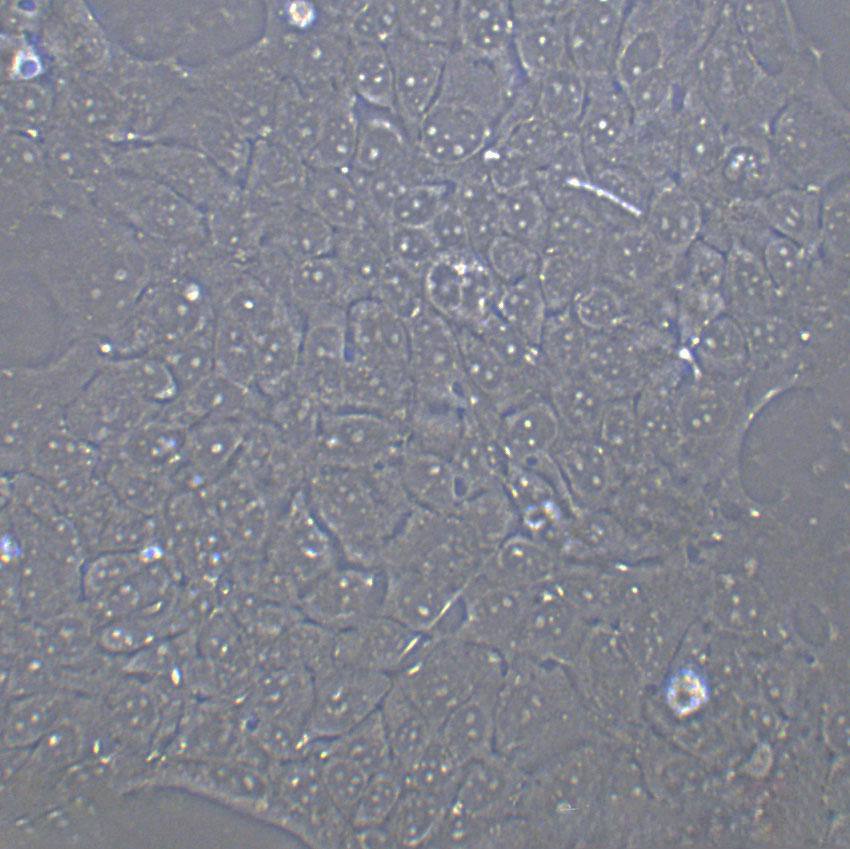 NCI-H358 Cell|人非小细胞肺癌细胞