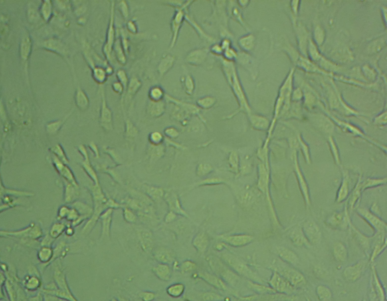 MeT-5A Cell|人膜间皮细胞