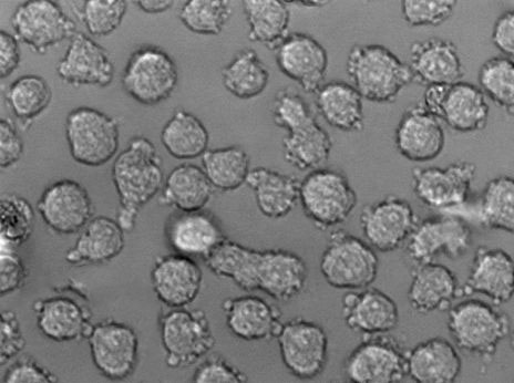UT-7人类原巨核细胞型白血病复苏细胞(附STR鉴定报告)