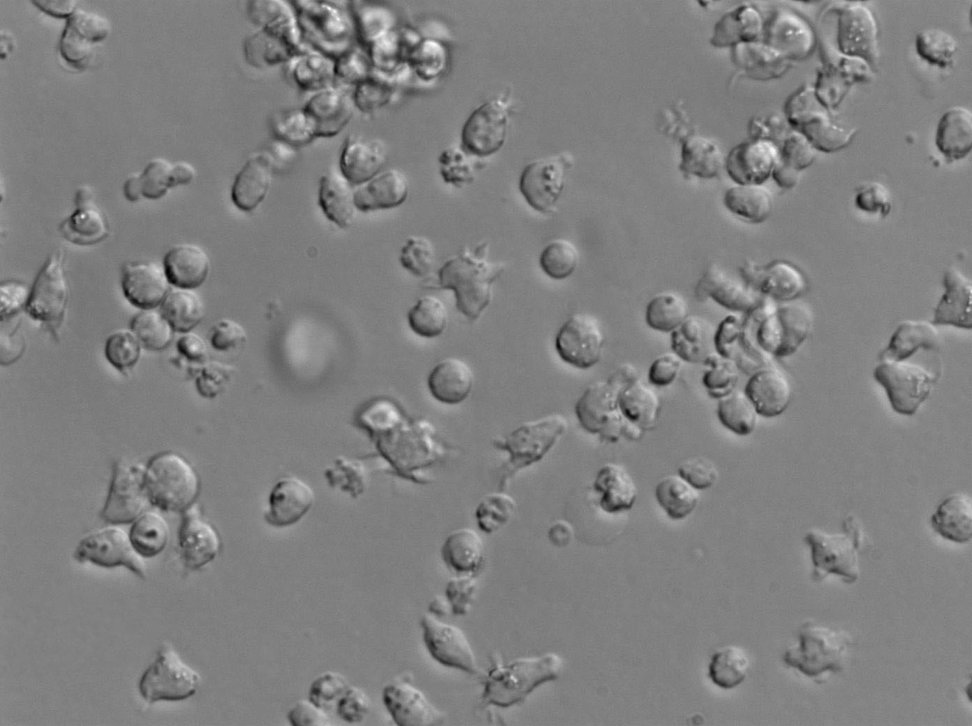 NCI-BL1339人B淋巴复苏细胞(附STR鉴定报告)
