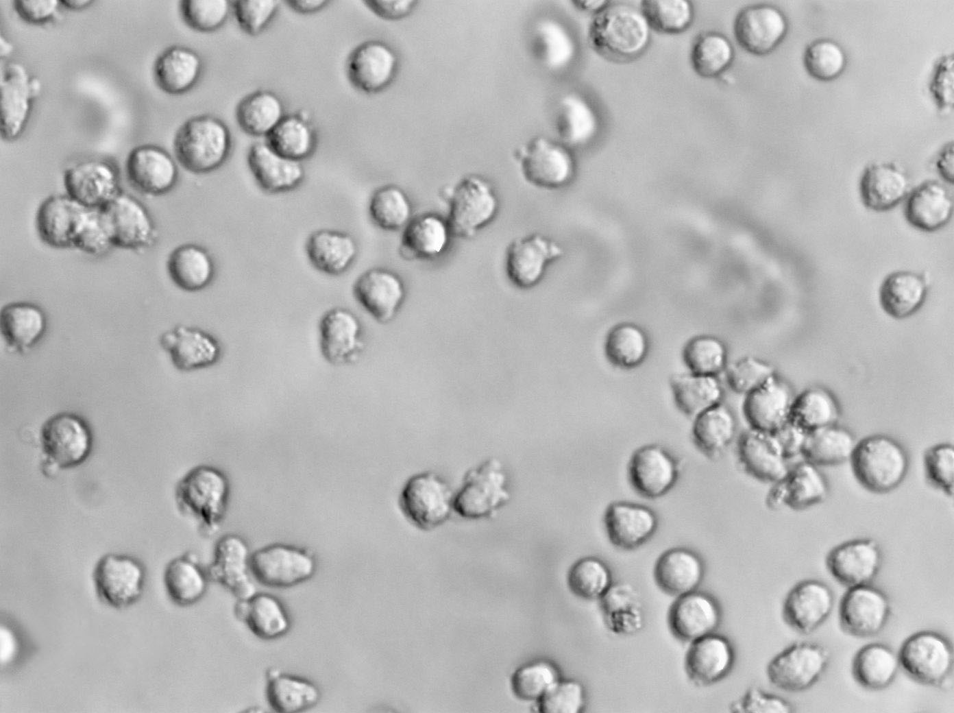 KCL-22人慢性粒细胞白血病复苏细胞(附STR鉴定报告)