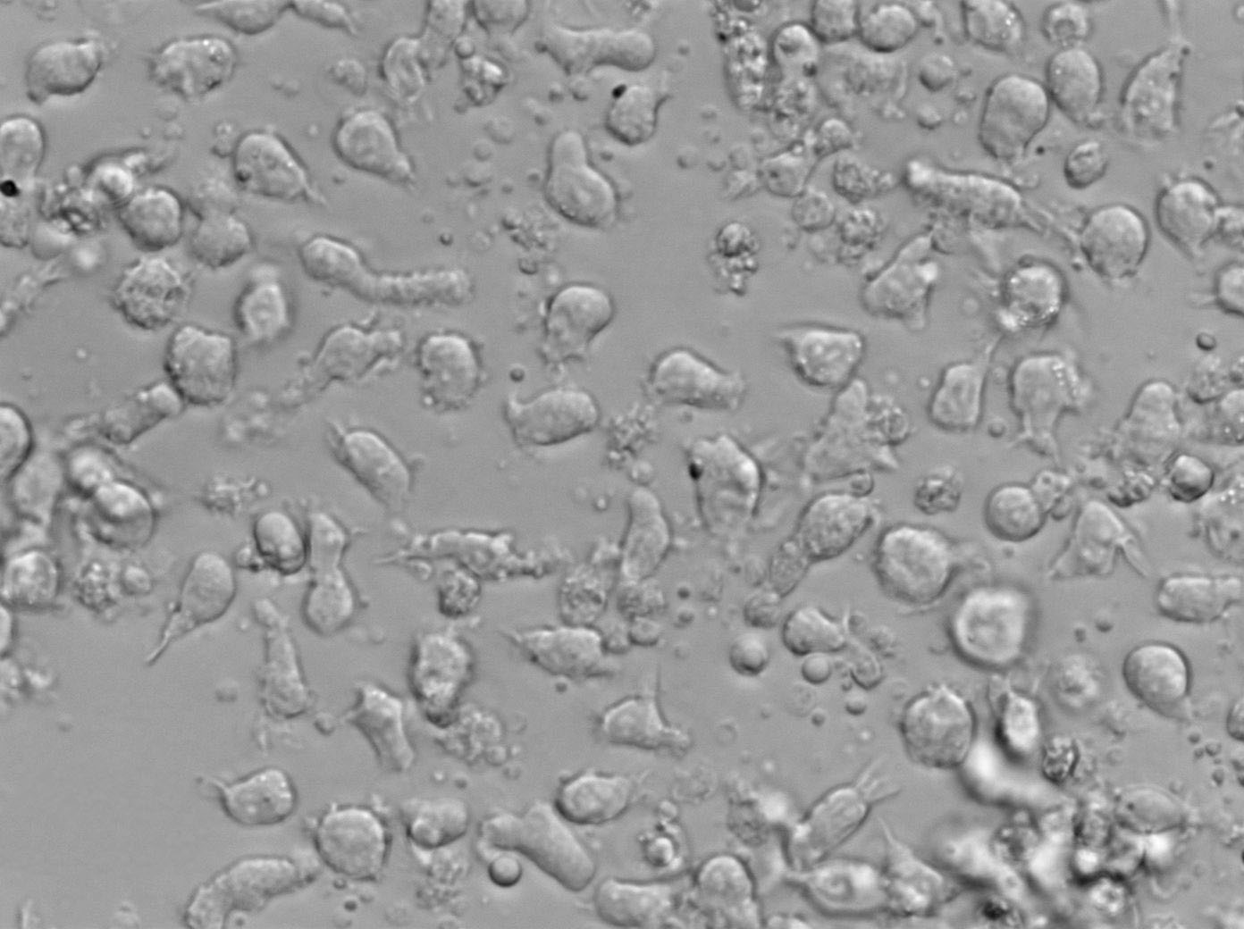 OCI-AML-3人急性髓细胞性白血病复苏细胞(附STR鉴定报告)