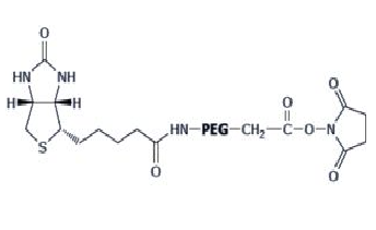 α-生物素-ω-琥珀酰亚胺乙酸酯基聚乙二醇