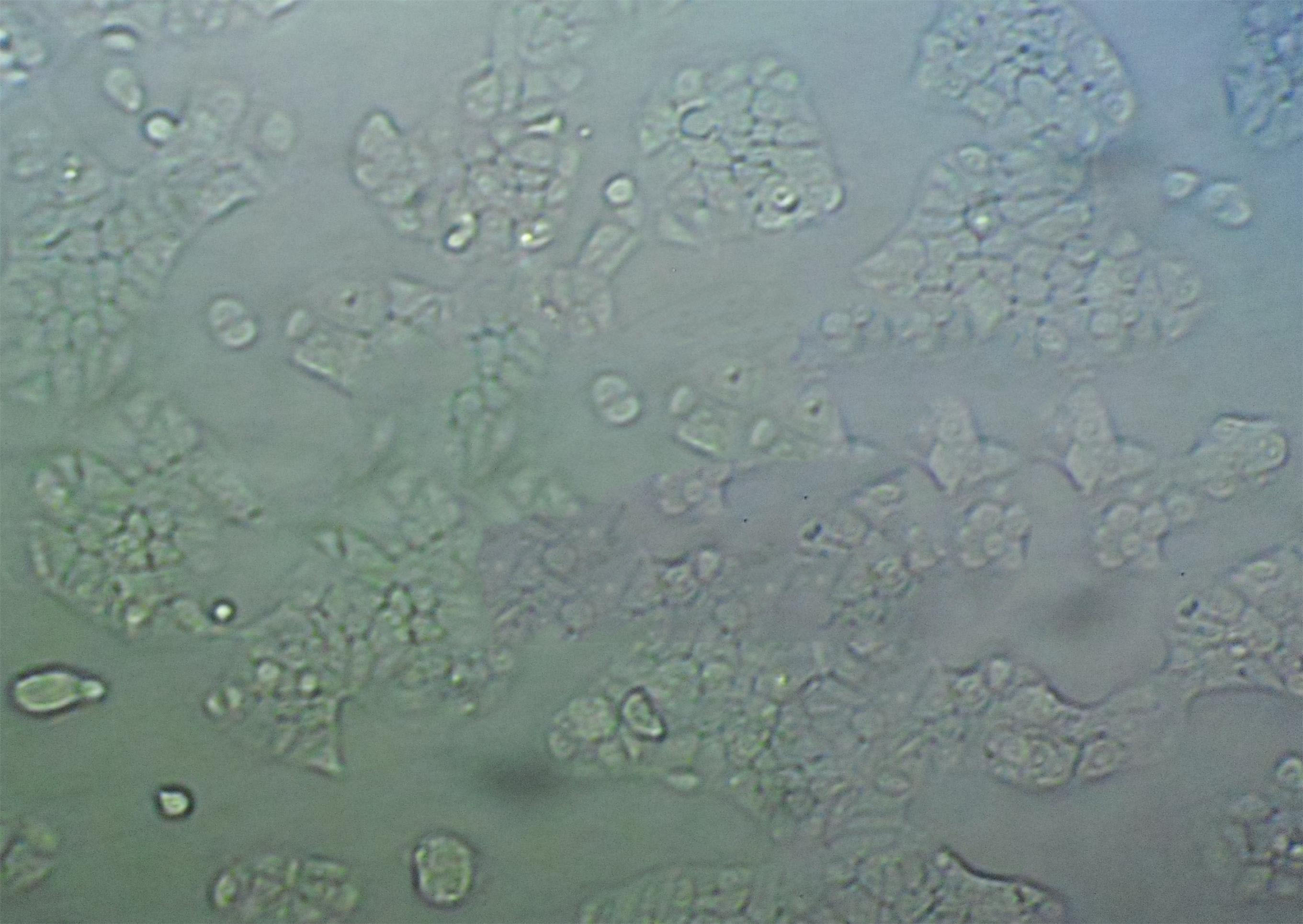 THLE-3 Cells(赠送Str鉴定报告)|人肝永生化细胞