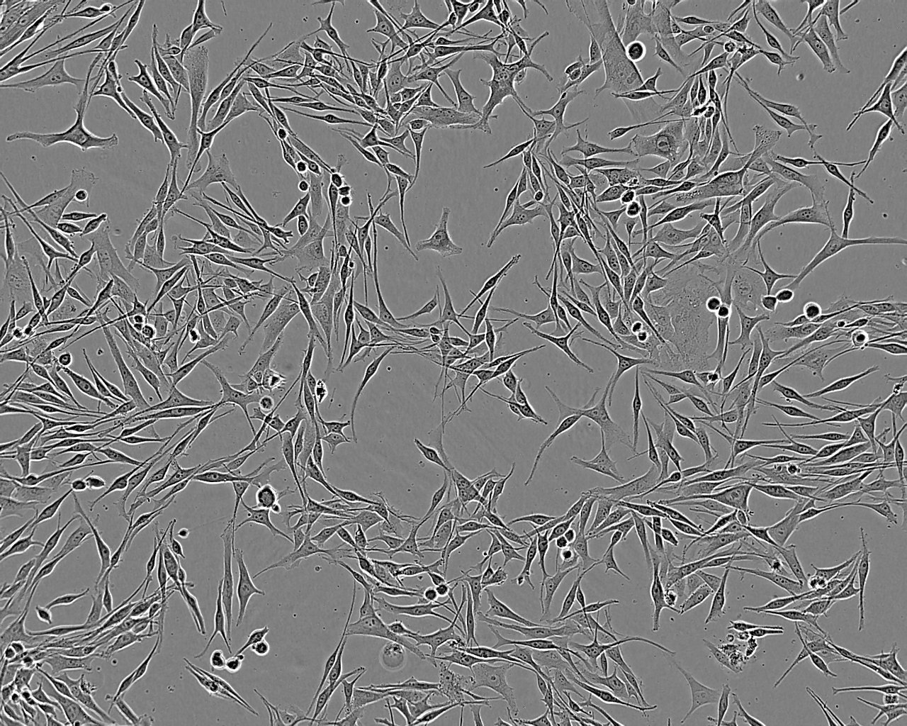 WPMY-1 Cells(赠送Str鉴定报告)|人正常前列腺基质永生化细胞