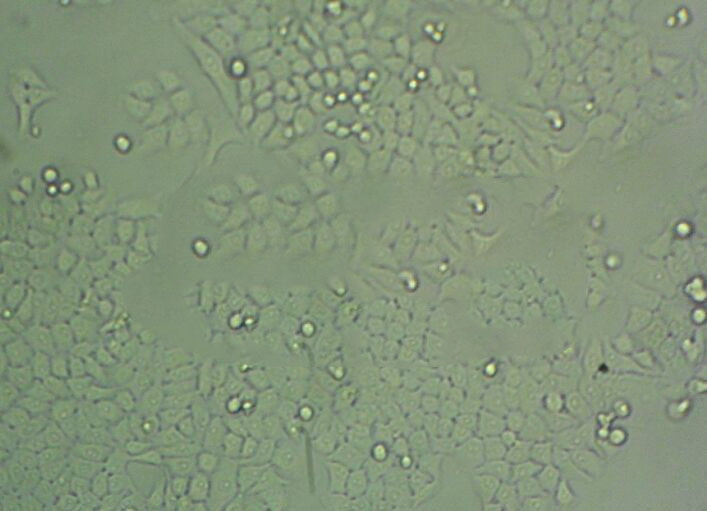 GP2-293 Cell|人胚肾上皮包装细胞