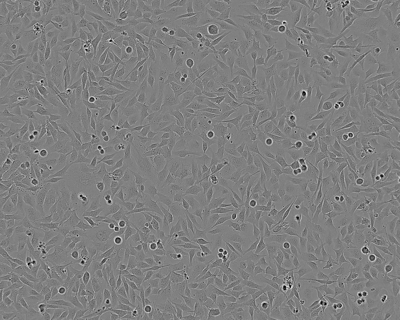 HEK293-FT Cell|表达SV40T抗原人胚肾上皮细胞