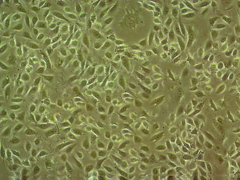 ARPE-19 Cell|人视网膜色素上皮细胞