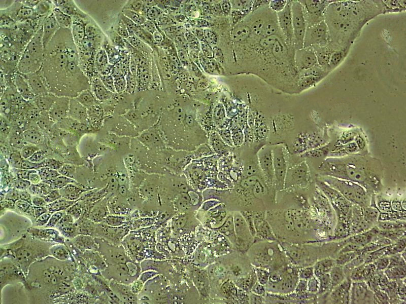 SU.86.86 Cell