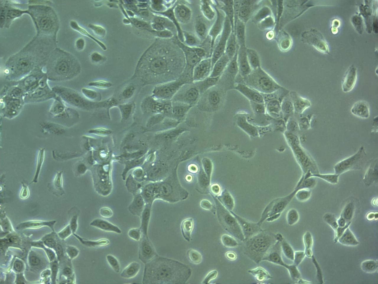 C32 [Human melanoma] Cell|人黑色素瘤细胞