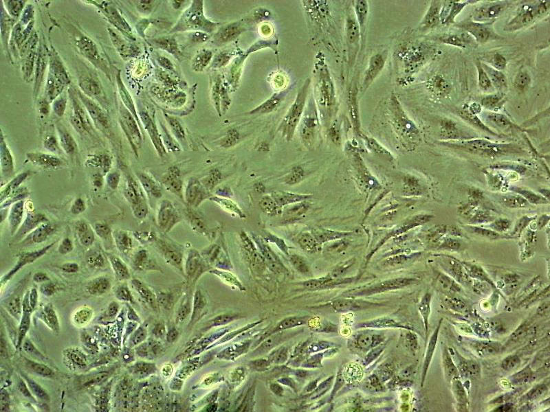 MMAc-SF Cell|黑色素瘤细胞