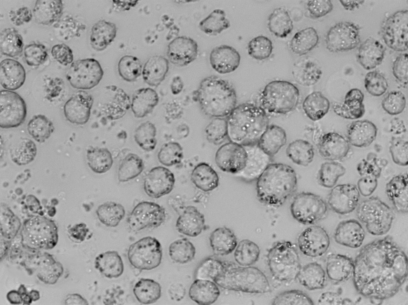 UT-7:人类原巨核细胞型白血病复苏细胞(提供STR鉴定图谱)