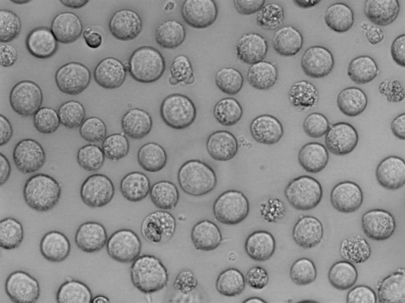 MEG-01:人成巨核细胞白血病复苏细胞(提供STR鉴定图谱)