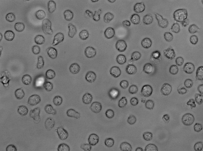 U-937:人组织细胞淋巴瘤复苏细胞(提供STR鉴定图谱)