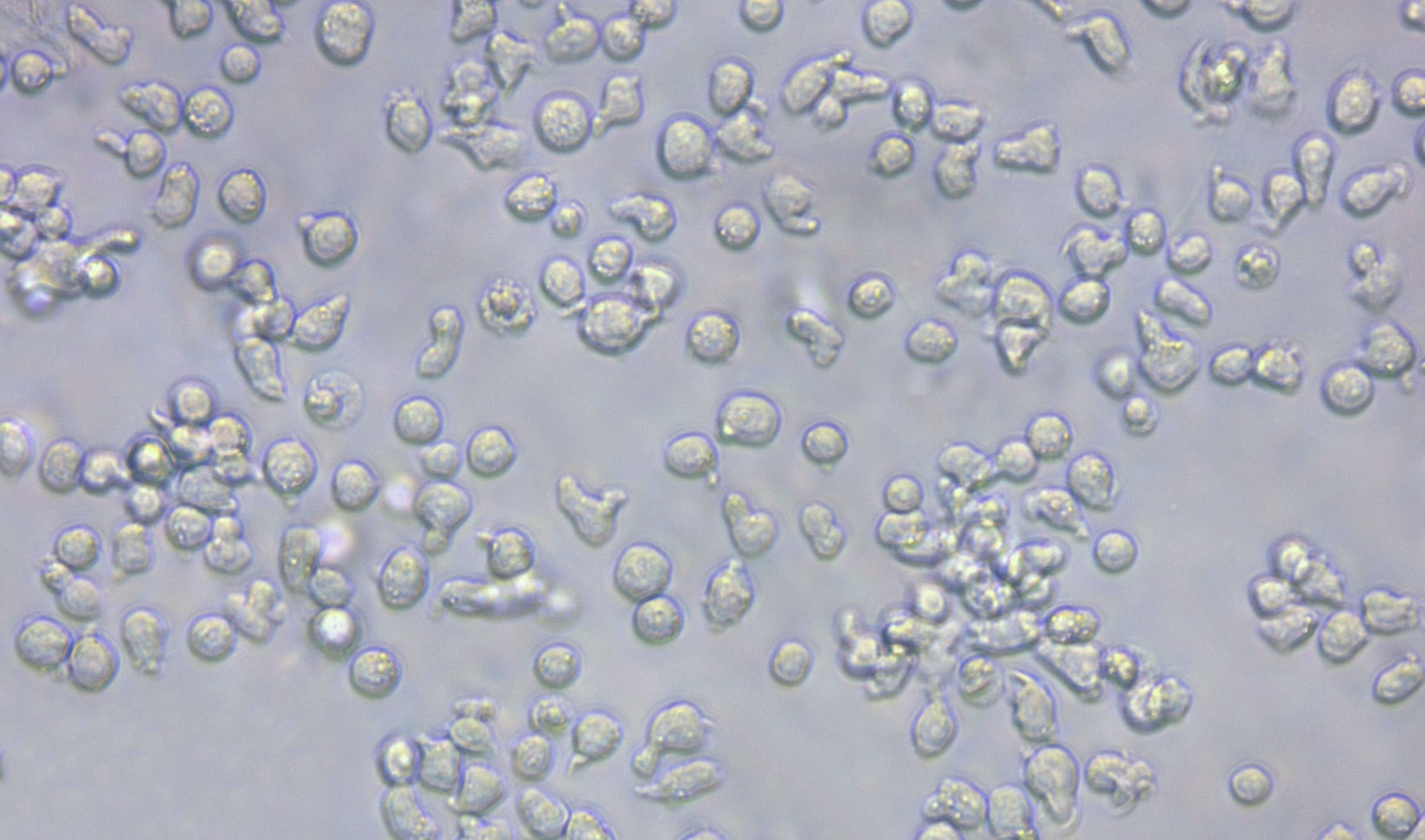 T2:人淋巴母复苏细胞(提供STR鉴定图谱)