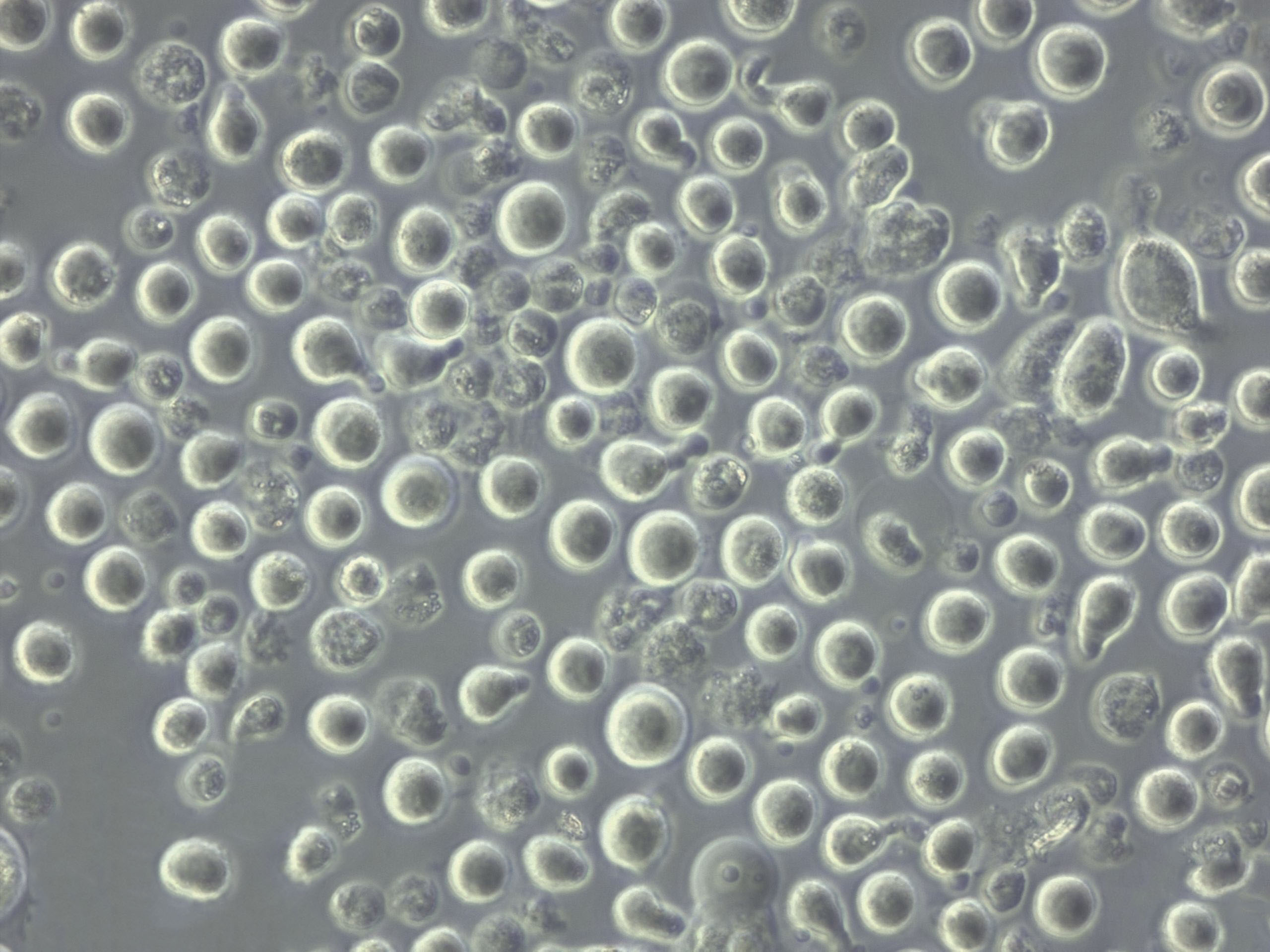 KCL-22:人慢性粒细胞白血病复苏细胞(提供STR鉴定图谱)