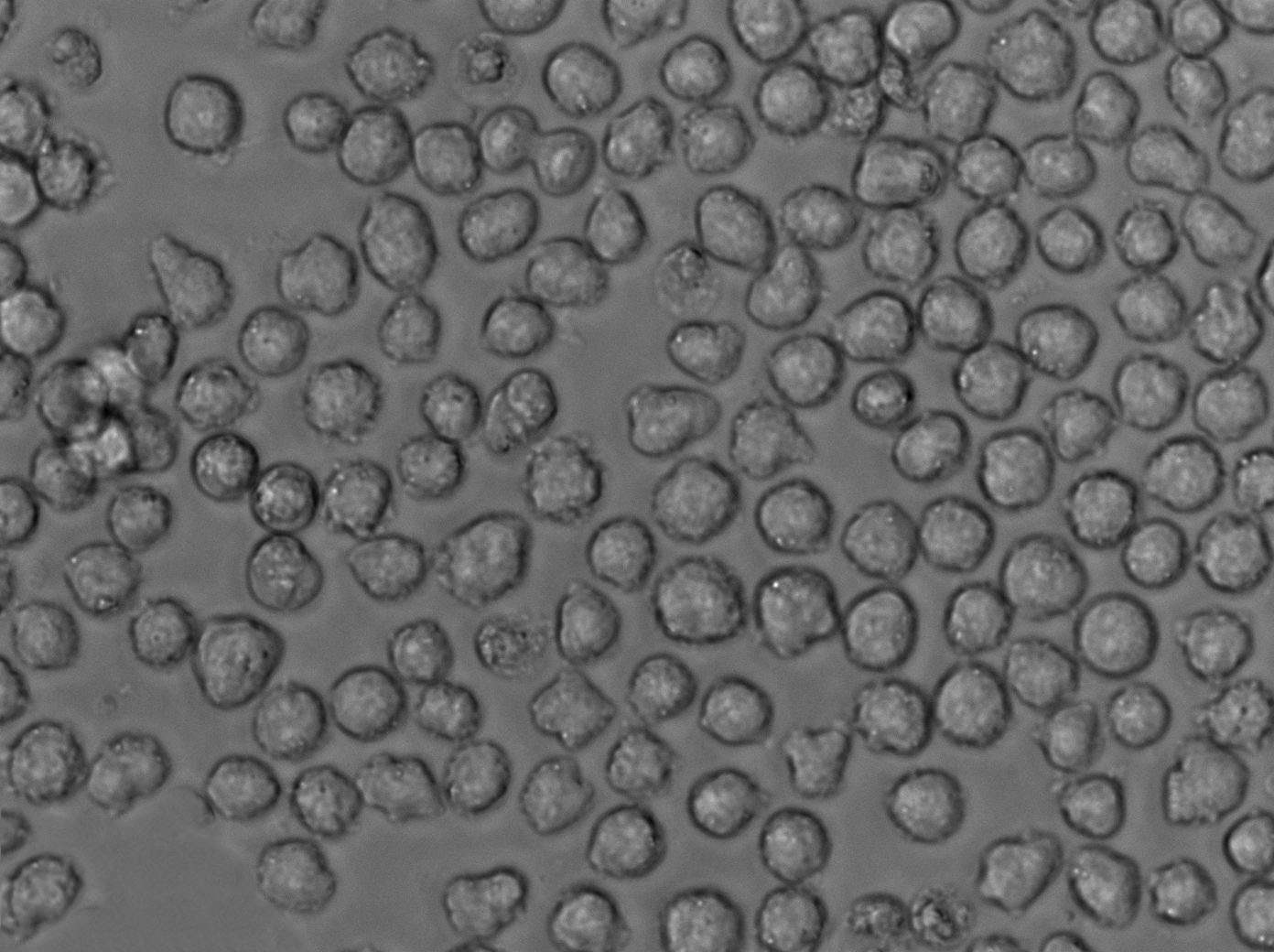 OCI-AML-3:人急性髓细胞性白血病复苏细胞(提供STR鉴定图谱)