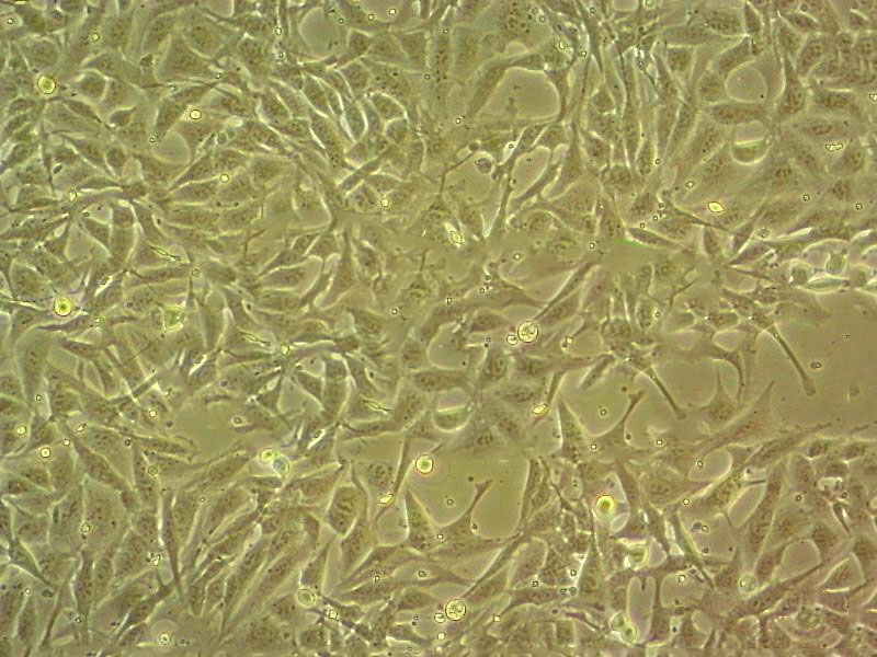 FDC-P1 Cell|小鼠正常骨髓细胞