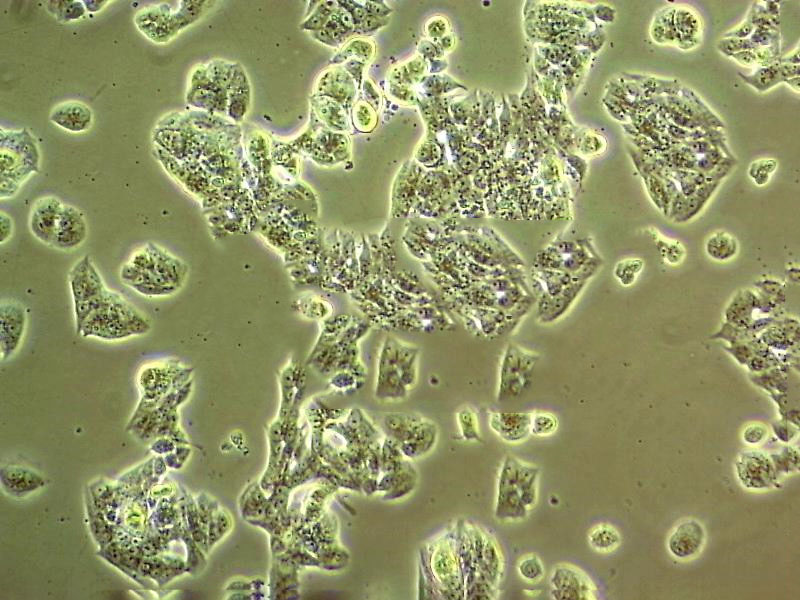 293GP Cell|人胚肾细胞