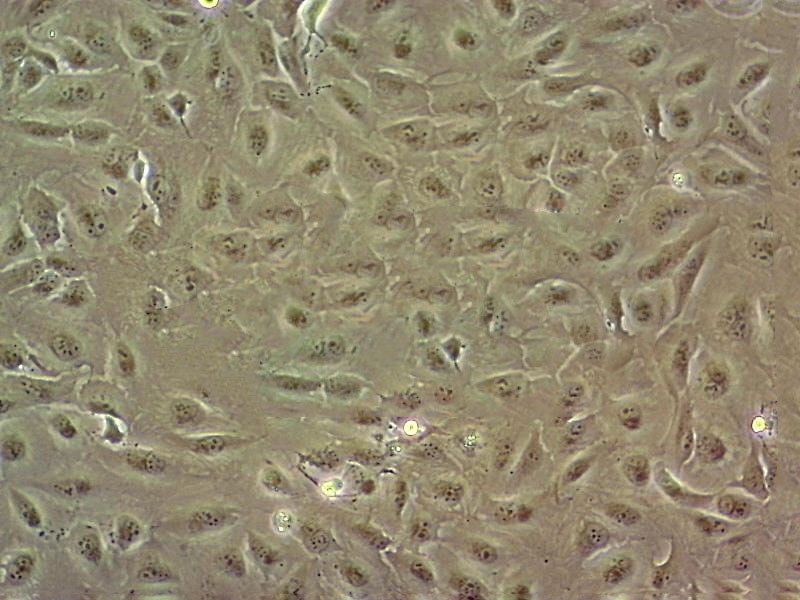 MDCK-II Cell|犬肾细胞