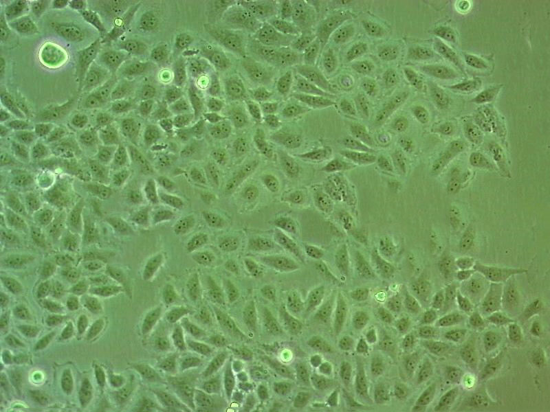 PE/CA-PJ34 (clone C12) Cell|人口腔鳞状细胞癌细胞