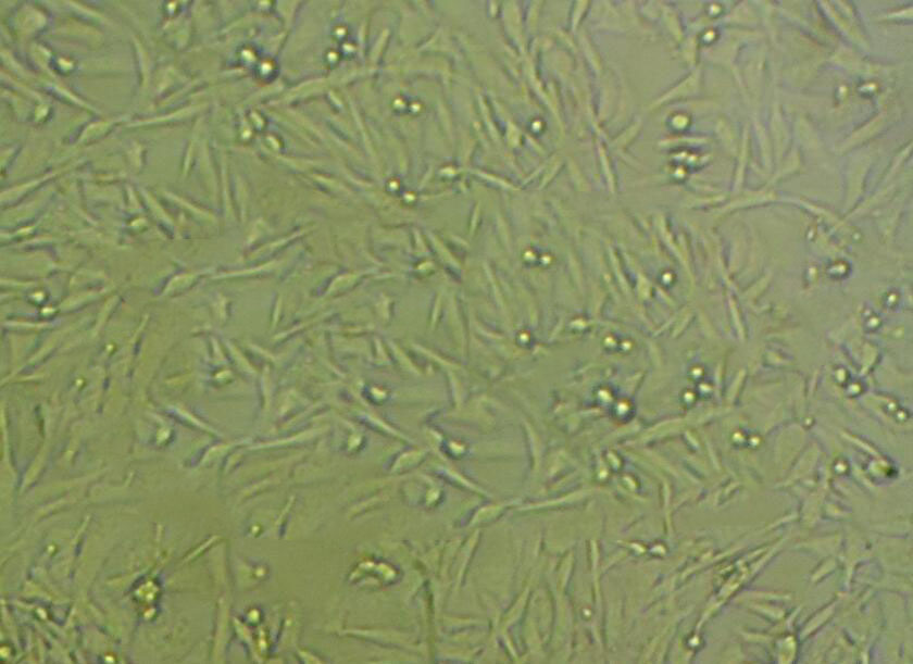 TE-6 Cell|人食管癌细胞
