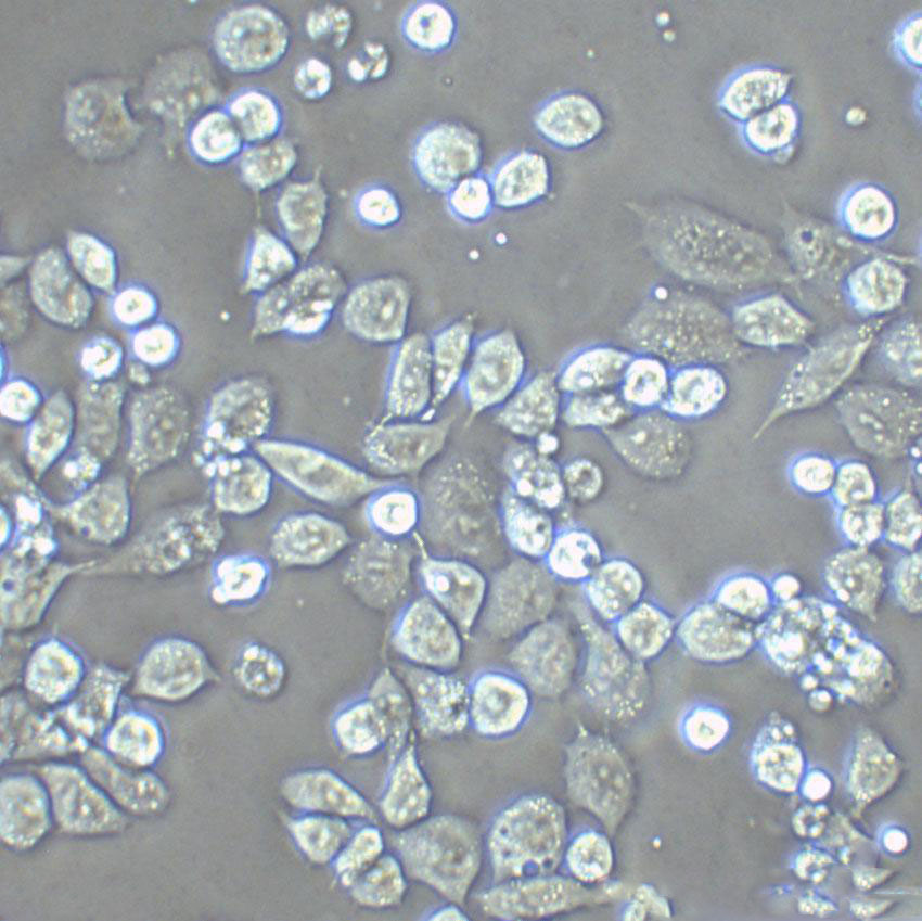 NCI-H28 Cell|人恶性间皮瘤细胞