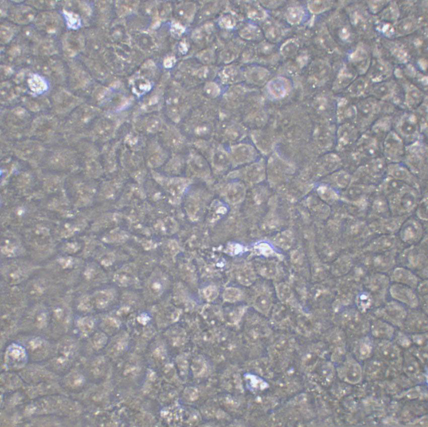 D407 Cell|人视网膜色素上皮细胞