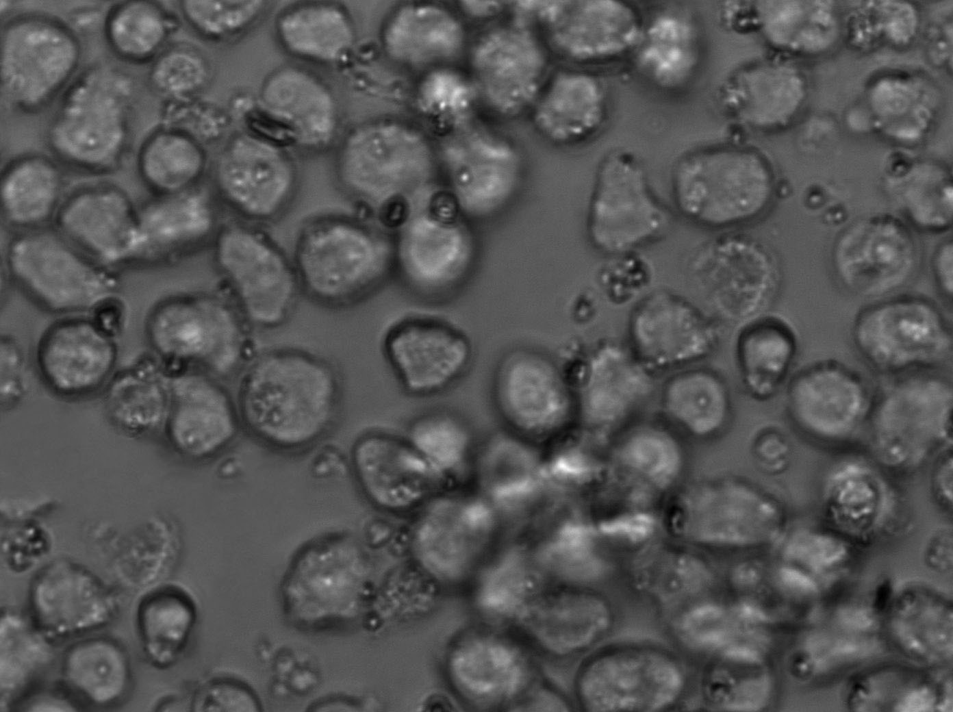 HL-60 Cell Lines:人原髓细胞白血病细胞(STR认证)价格厂家：上海冠导 