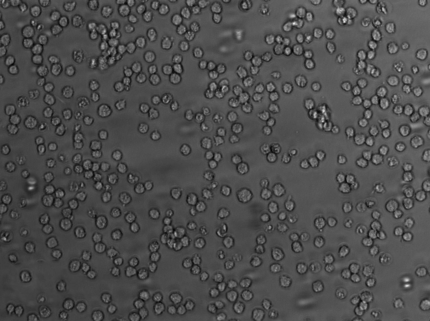 Farage Cell Lines:人B淋巴瘤细胞(STR认证)