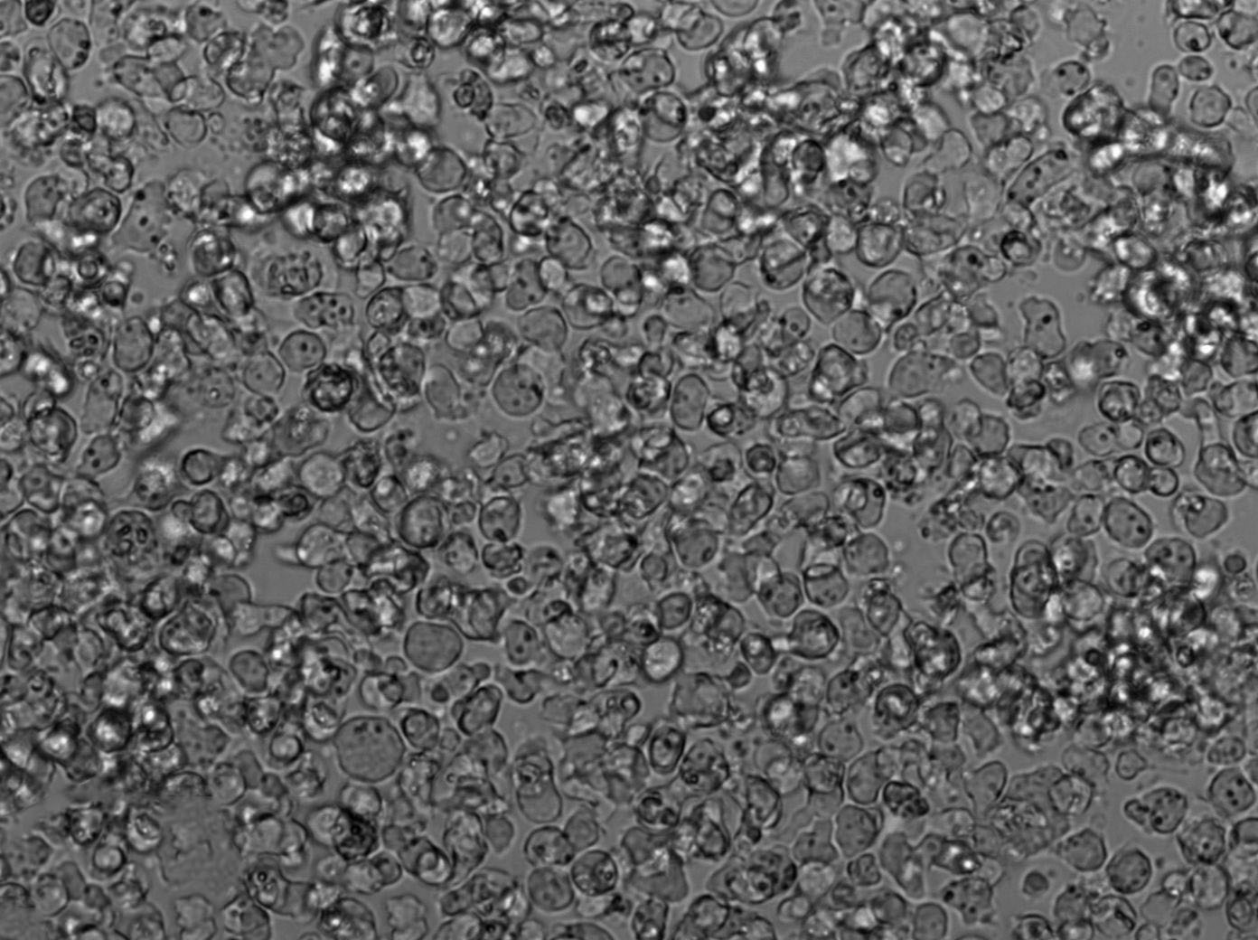 TF-1 Cell Lines:人红系白血病细胞(STR认证)