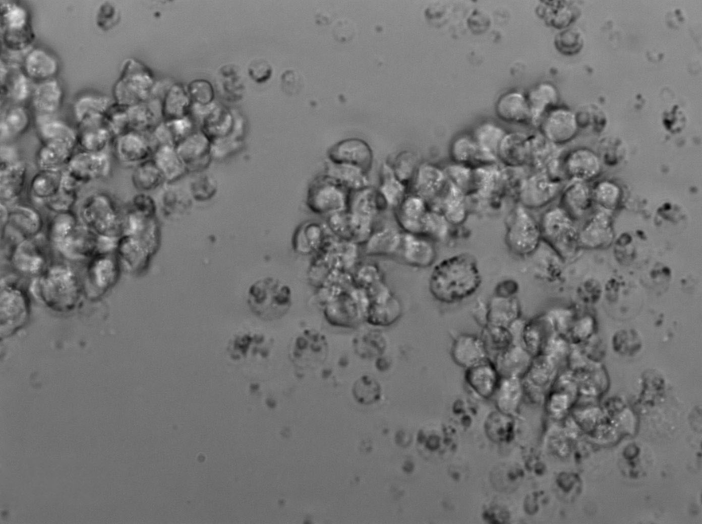 RBL-2H3 Cell Lines:大鼠嗜碱性粒细胞性白血病细胞(STR认证)