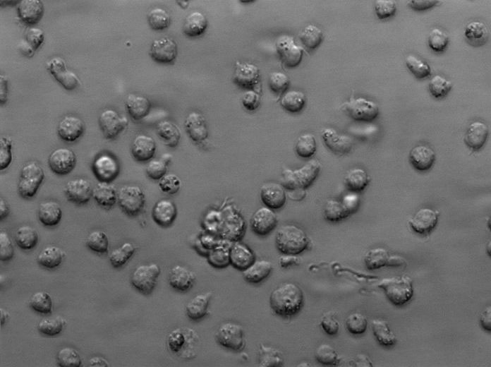 GA-10 clone 4 Cell Lines:人B淋巴细胞瘤细胞(STR认证)