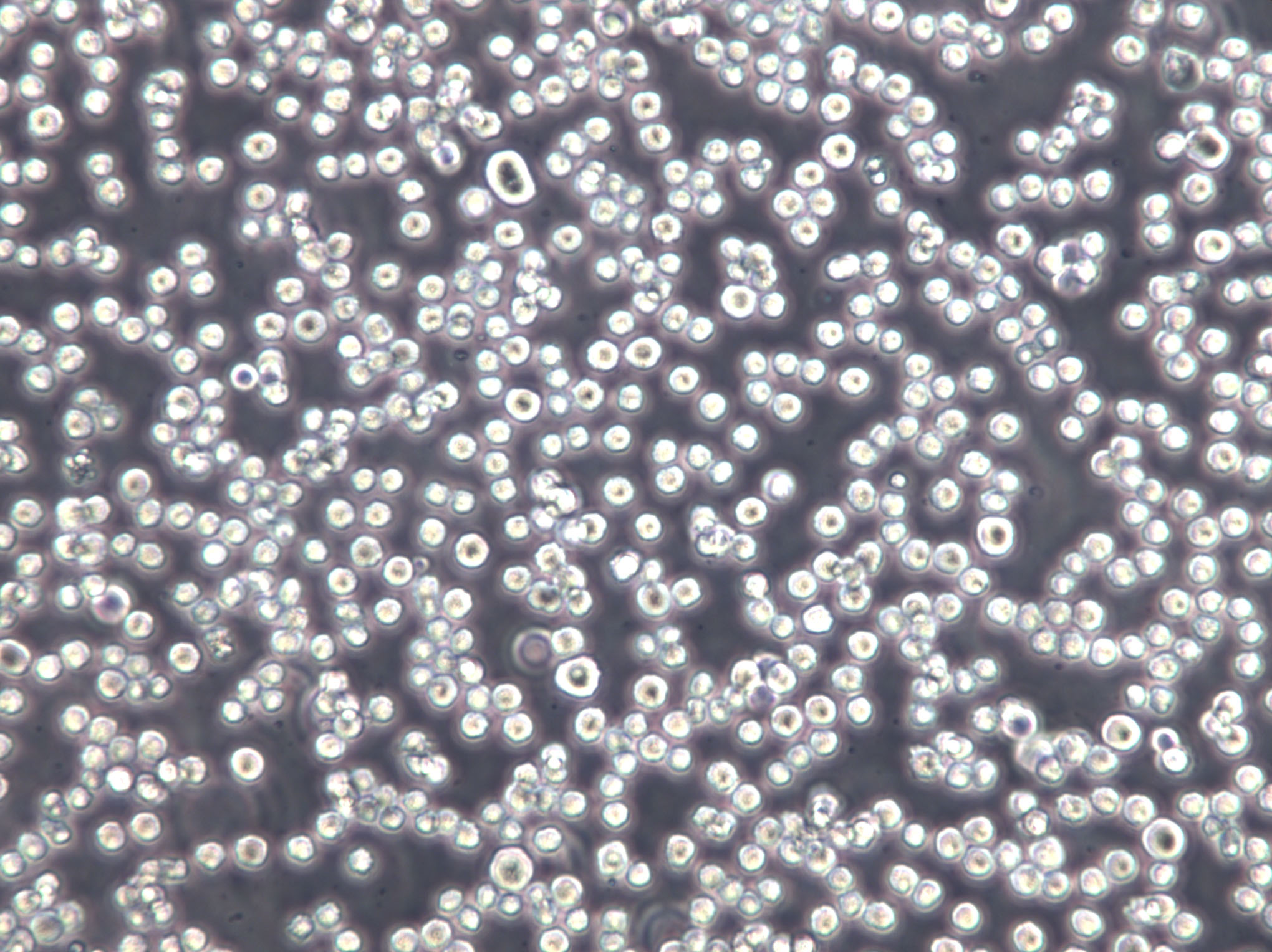 NCI-H929 Cell Lines:人浆细胞白血病细胞(STR认证)