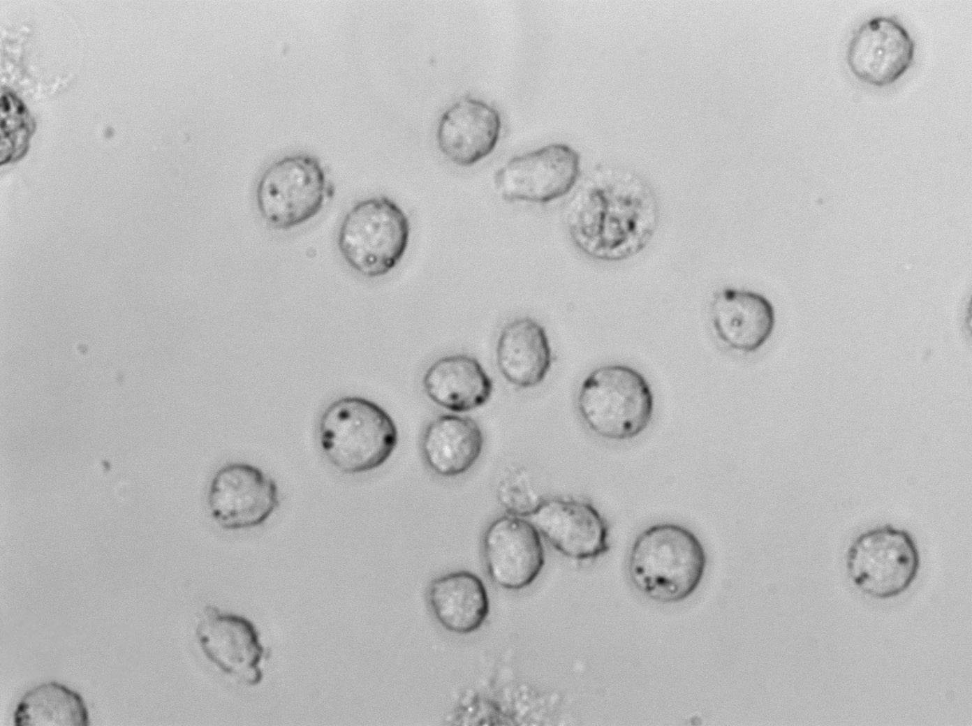 JeKo-1 Cell Lines:人套细胞淋巴瘤细胞(STR认证)