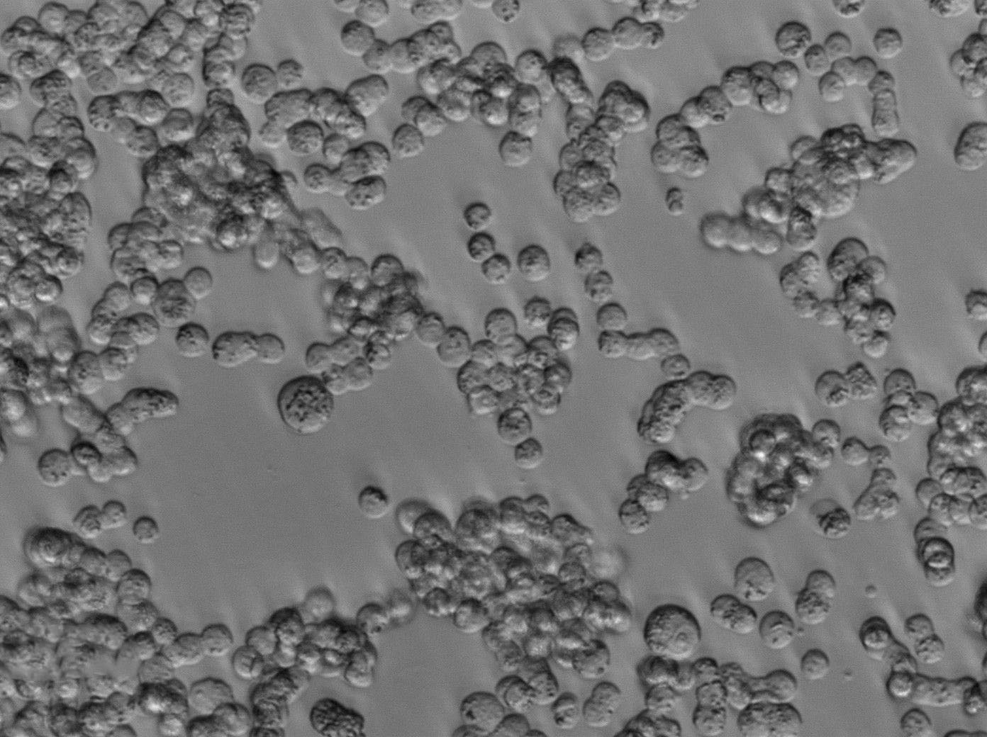 KCL-22 Cell Lines:人慢性粒细胞白血病细胞(STR认证)