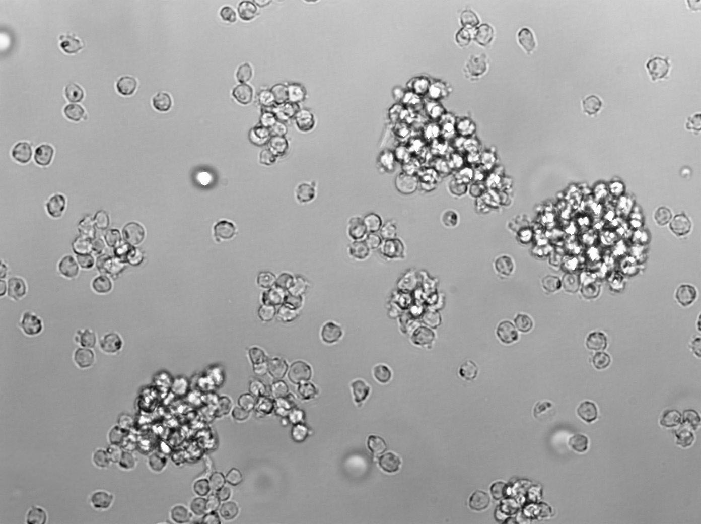 Ku812F Cell Lines:人外周血嗜碱性白血病细胞(STR认证)