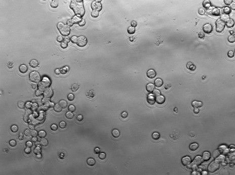 C1498 Cell Lines:小鼠白血病细胞(STR认证)